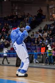 Elabika stroje reklamowe Wilk Blue King Wilki Morskie Szczecin
