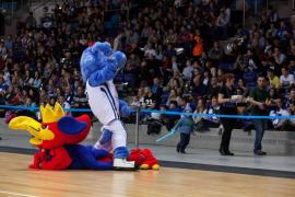 Elabika stroje reklamowe Wilk Blue King Wilki Morskie Szczecin